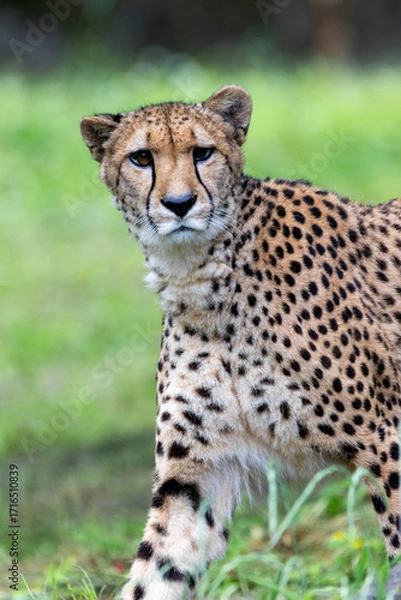 Obraz こちらに気づいたチーター