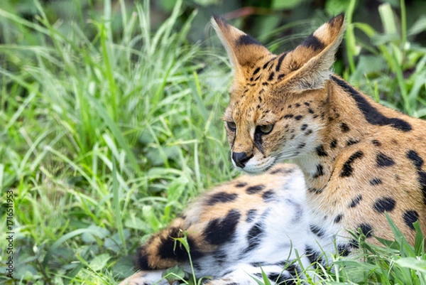 Obraz 興味を引くものを見ているサーバル