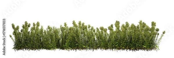 Fototapeta 3d render ofConyza a flowering plant, an evergreen  shrub, isolated over transparent background, PNG cut-out	
