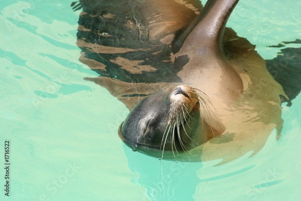 Obraz sleeping sea lion
