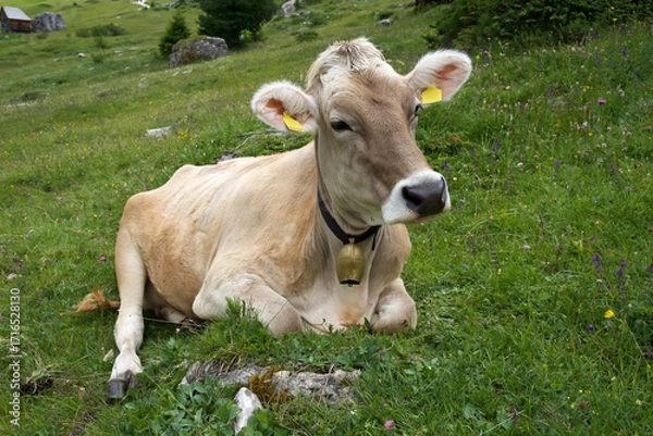 Fototapeta Brown cow resting on green grass in a serene meadow with wildflowers and mountains in the background
