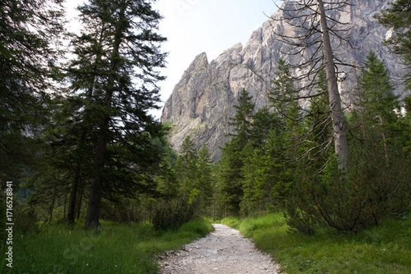 Fototapeta Scenic mountain path winding through lush green forest with towering rocky cliffs in the background