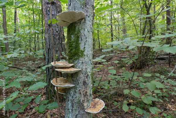 Fototapeta Mushrooms growing on a tree trunk in a forest setting