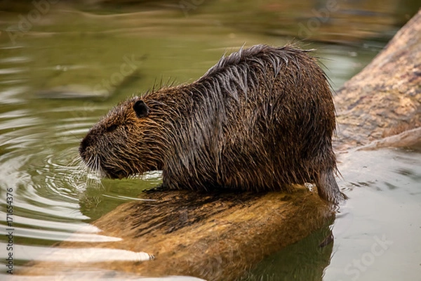 Fototapeta Bieber trinkt