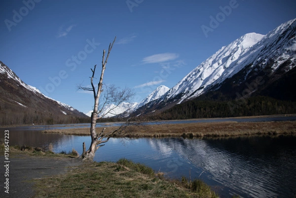 Obraz mountain lake reflection with dead tree