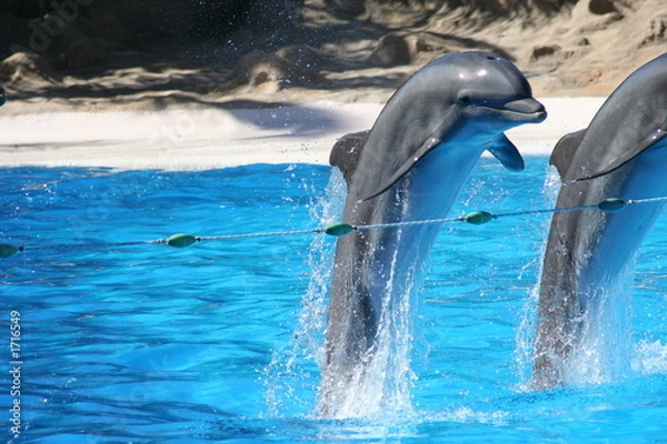 Obraz delfiny butelkowe