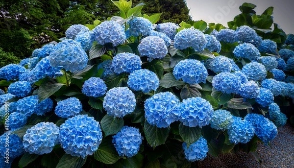 Fototapeta A Beautiful Blue Hydrangea Bush Is Blooming