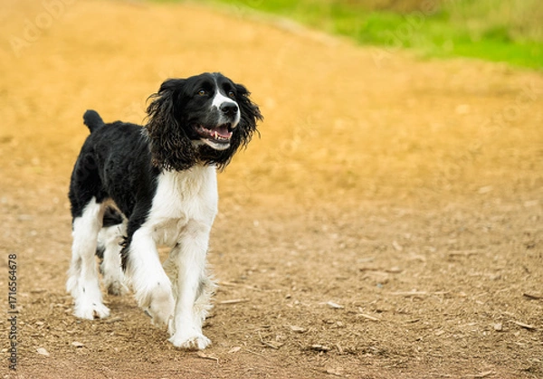 Fototapeta 2025-09-07 A BLACK AND WHITE SPRINGER SPANIEL WITH BRIGHT EYES WALKING ON A PATH WITH A GOLDEN BACKGROUND AT HTE OFF LEASH AREA AT MARYMOOR PARK IN REDMOND WASHINGTON