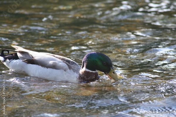 Fototapeta drinking duck