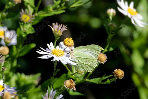Fototapeta Common brimstone butterfly (Gonepteryx rhamni) sitting on a white daisy in Zurich, Switzerland