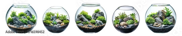 Fototapeta Five decorative spherical aquariums filled with greenery and rocks are displayed on transparent background