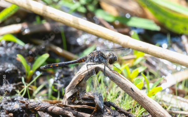 Fototapeta Black Meadowhawk (Sympetrum danae) dragonfly perched on a stick near a wetland area
