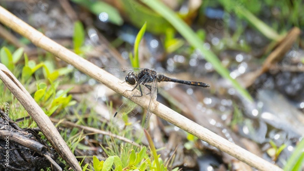 Fototapeta Black Meadowhawk (Sympetrum danae) dragonfly perches on a twig beside a wetland area