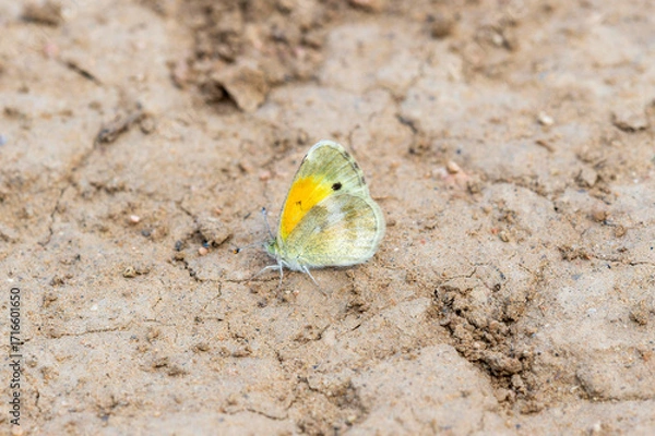 Fototapeta Dainty Sulphur (Nathalis iole) butterfly perched on the ground in a natural habitat