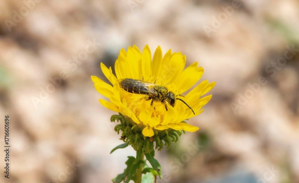 Fototapeta Furrow bee (Genus Halictus) collecting nectar from a bright yellow flower in early spring
