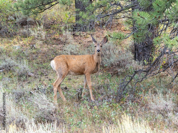 Fototapeta Mule Deer (Odocoileus hemionus) standing among trees in the early morning light of a serene forest habitat