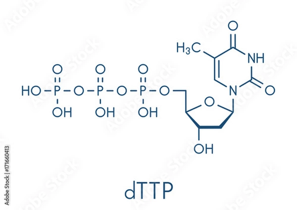 Fototapeta Thymidine triphosphate (TTP) nucleotide molecule. DNA building block. Skeletal formula.