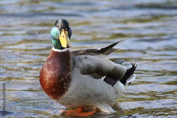 Fototapeta duck on a rock