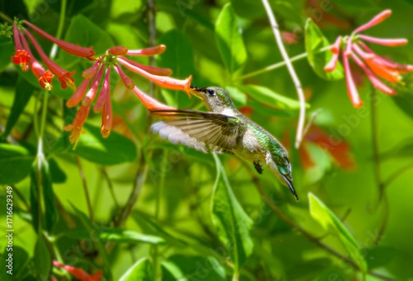 Fototapeta Green feathered, female ruby throated hummingbird,  Archilochus colubris, drinking nectar from a coral honeysuckle flower
