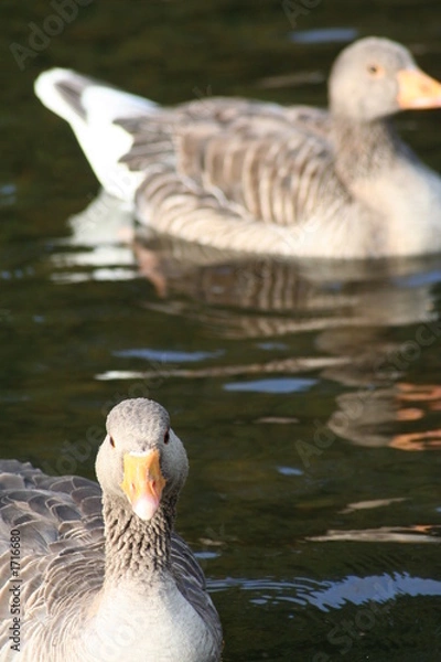 Fototapeta inquisitive duck
