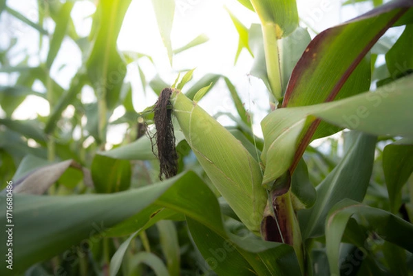 Fototapeta Corn cob with green leaves growth in agriculture field outdoor