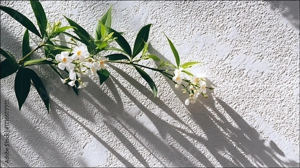 Fototapeta Sunkissed serenity a graceful branch with delicate white blossoms casts intricate shadows on a textured white wall, evoking a sense of calm