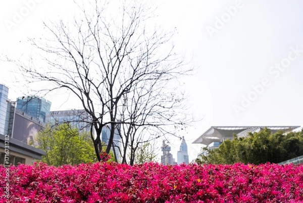 Fototapeta Chinese fringe flower hedge, in vivid pink bloom in Shanghai, a bare tree and modern skyscrapers in the background