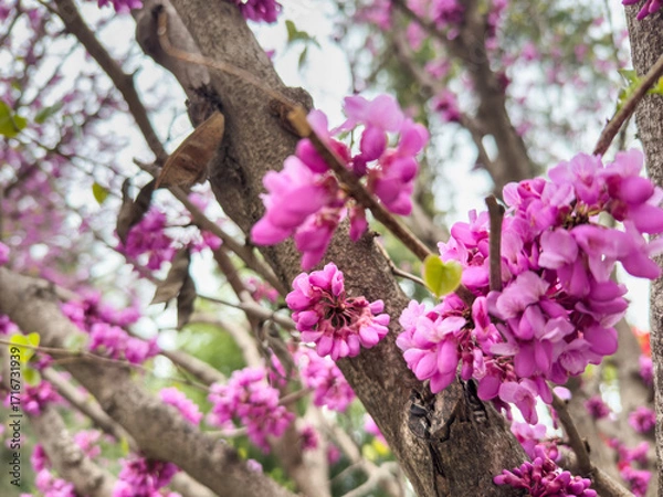 Fototapeta Eastern Redbud tree vivid pink blossoms in spring. The flowers grow on the bark and branches, closeup