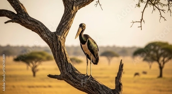 Fototapeta Saddlebilled stork perched on a tree branch in a savannalike landscape