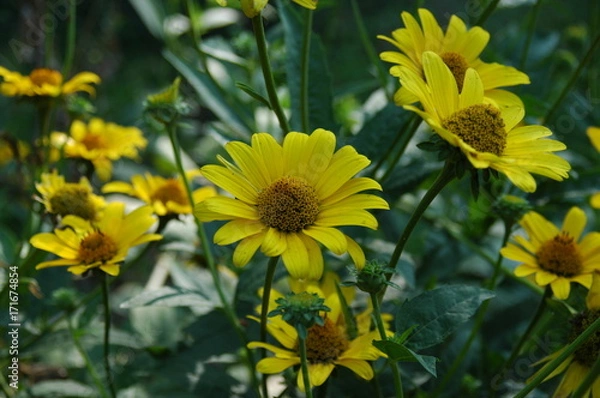 Obraz SOME SUN SHINE