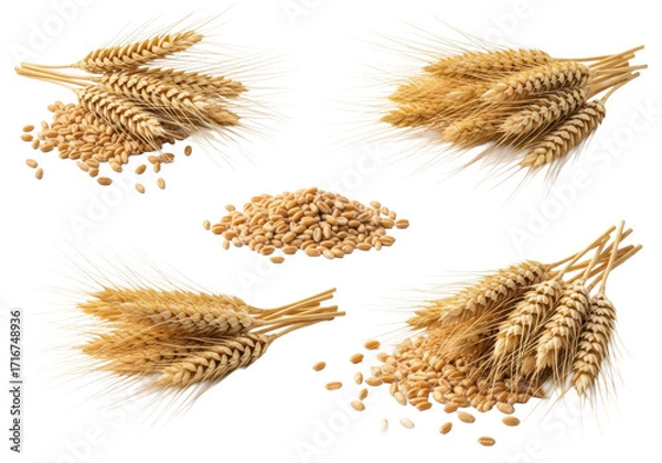 Obraz Golden mature wheat ears & pristine grains, natural textures, rich hue, soft high-key studio light on white background, concept of natural bounty and harvest