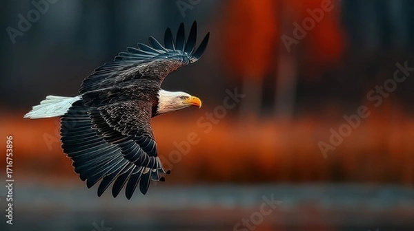 Fototapeta Majestic Bald Eagle Flying with Spread Wings Against a Blurred Natural Background