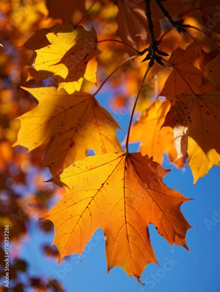 Fototapeta Golden maple leaves backlit by sunlight against a clear blue sky, autumn close-up. Generative AI