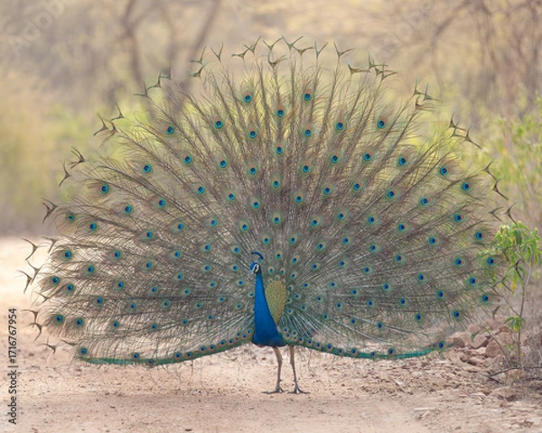 Obraz Peacock full body