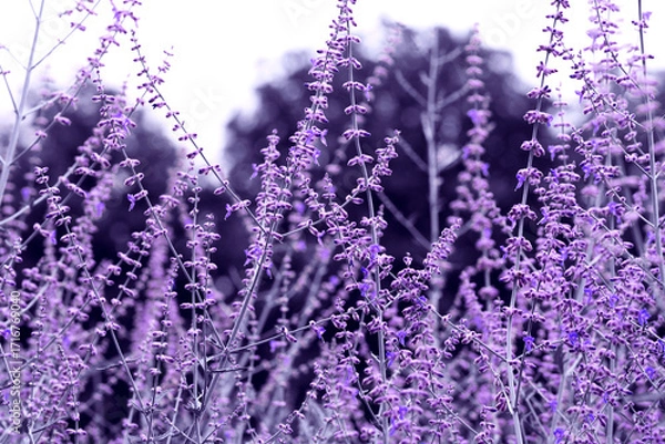 Fototapeta Horizontal photo of blooming lavender in soft sunlight. Close-up of delicate purple flowers with blurred background, symbolizing relaxation, health, beauty, perfume, nature, and harmony.