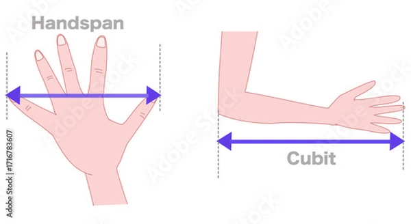 Fototapeta Cubit, handspan. Body parts to measure the length. Distance between the tip of the elbow to the tip of the middle finger is called a cubit. Thumb and the little finger is called a hand span. Vector 