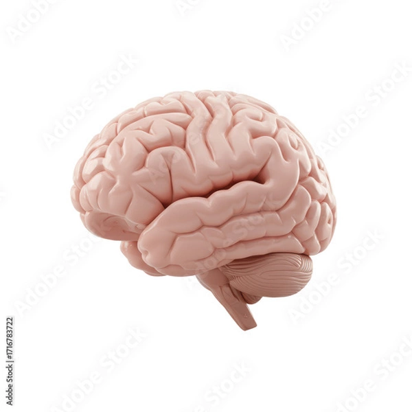 Obraz A meticulously detailed, anatomically correct 3D human brain in light pink flesh tone with subtle neural pathways, side view, isolated on a seamless transparent background. Concept of scientific