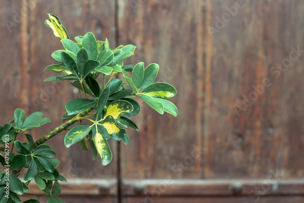 Obraz Green and yellow variegated leaves against wooden background