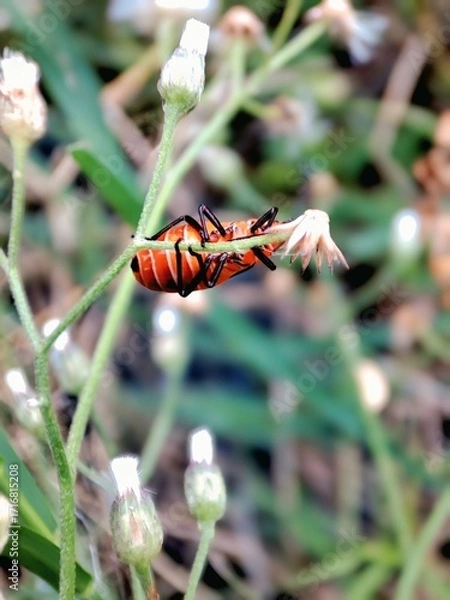 Obraz Red bug photography 