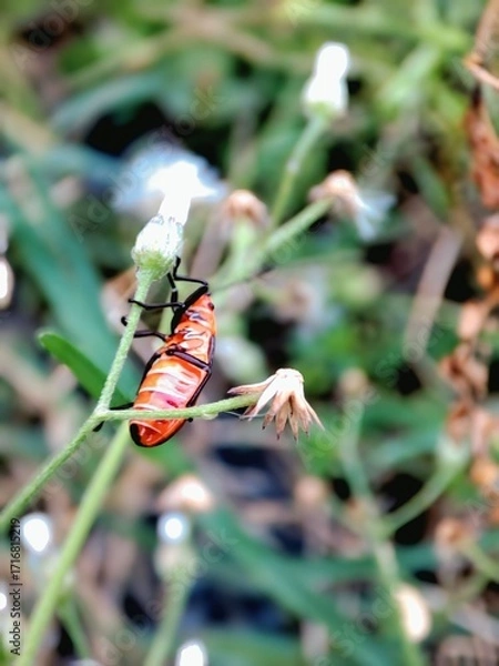 Obraz Red bug photography 
