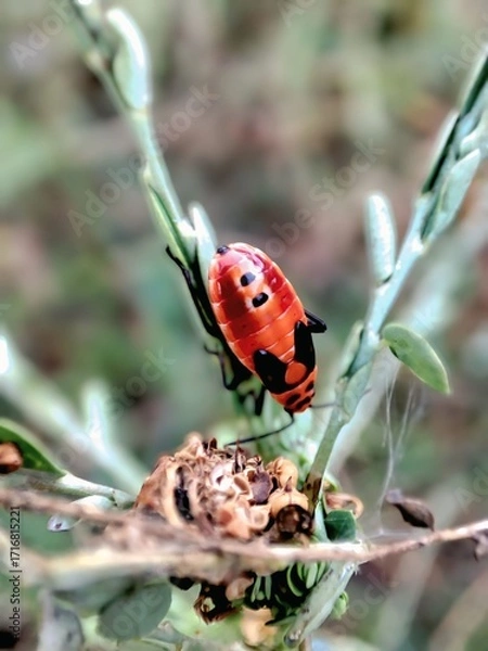 Obraz Red bug photography 