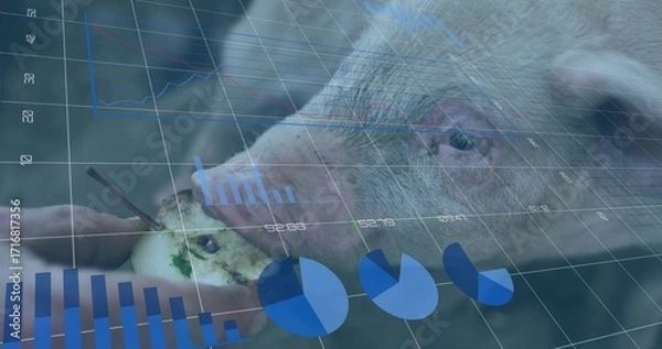 Fototapeta Nibbling pig snout eating apple core from human hand in augmented reality, with digital overlays