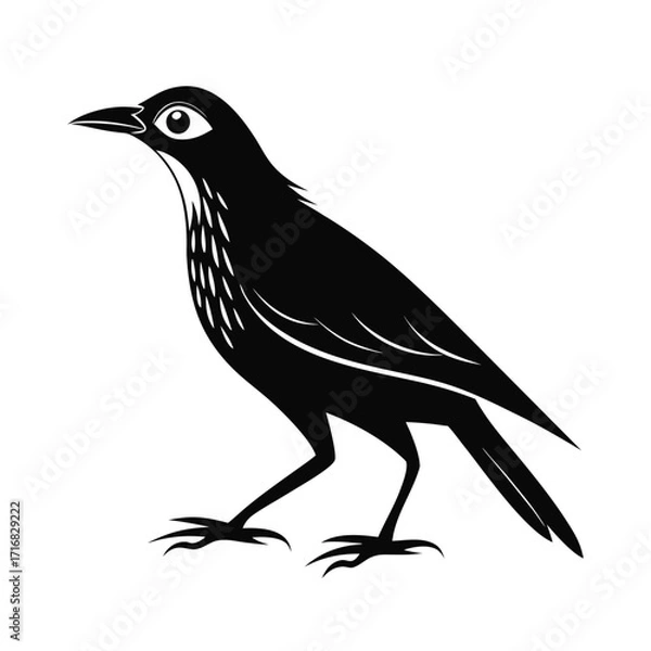 Fototapeta Small flightless bird walking silhouette