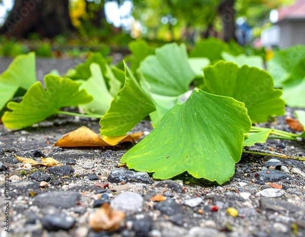 Fototapeta Vibrant green ginkgo leaves rest on a textured ground strewn with small stones and other debris.