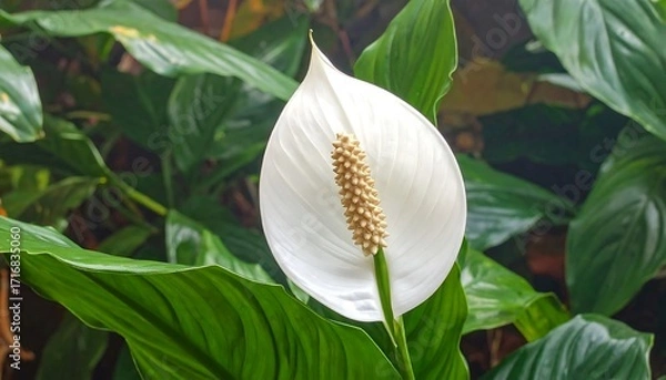 Fototapeta A pristine white peace lily flower stands out against a backdrop of lush, vibrant green foliage.