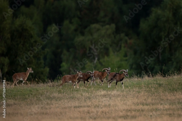 Fototapeta A mouflon in autumn. A ovis aries musimon in its natural habitat. A mouflon on the meadow. 