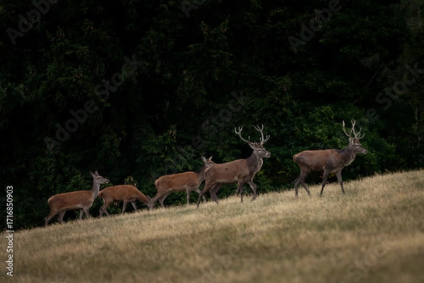 Fototapeta A red deer during the rutting season. Herd of the red deer in natural habitat in autumn. 