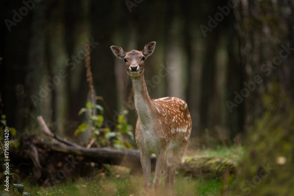 Fototapeta A fallow deer during the rutting season. Herd of the Dama dama in natural habitat during autumn season. 