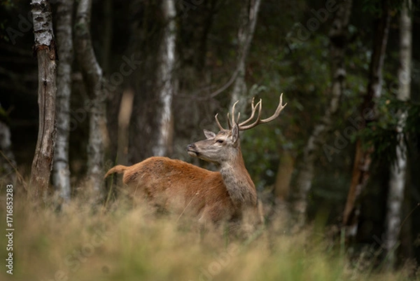 Fototapeta A red deer during the rutting season. Herd of the red deer in natural habitat in autumn. 