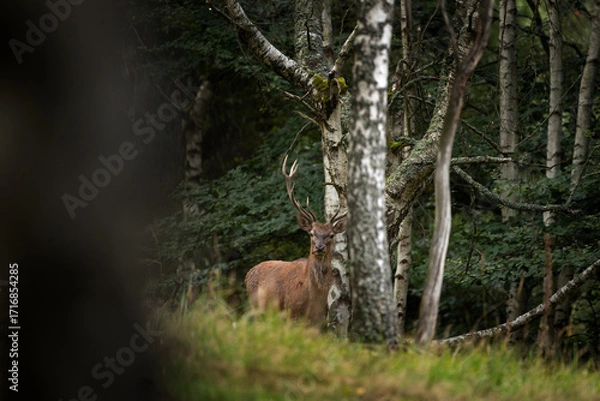 Fototapeta A red deer during the rutting season. Herd of the red deer in natural habitat in autumn. 